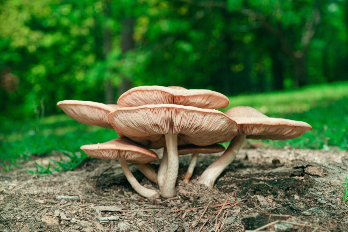 mushroom supplements for focus